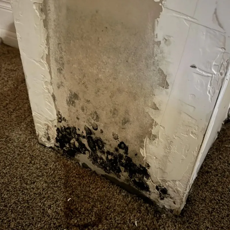 Professional Mold Removal in Cuming County, NE